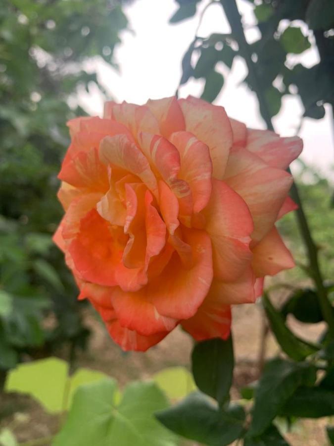 Il Giardino Degli Antichi Sapori Villa Ceglie Messapica Dış mekan fotoğraf