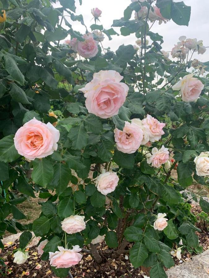 Il Giardino Degli Antichi Sapori Villa Ceglie Messapica Dış mekan fotoğraf