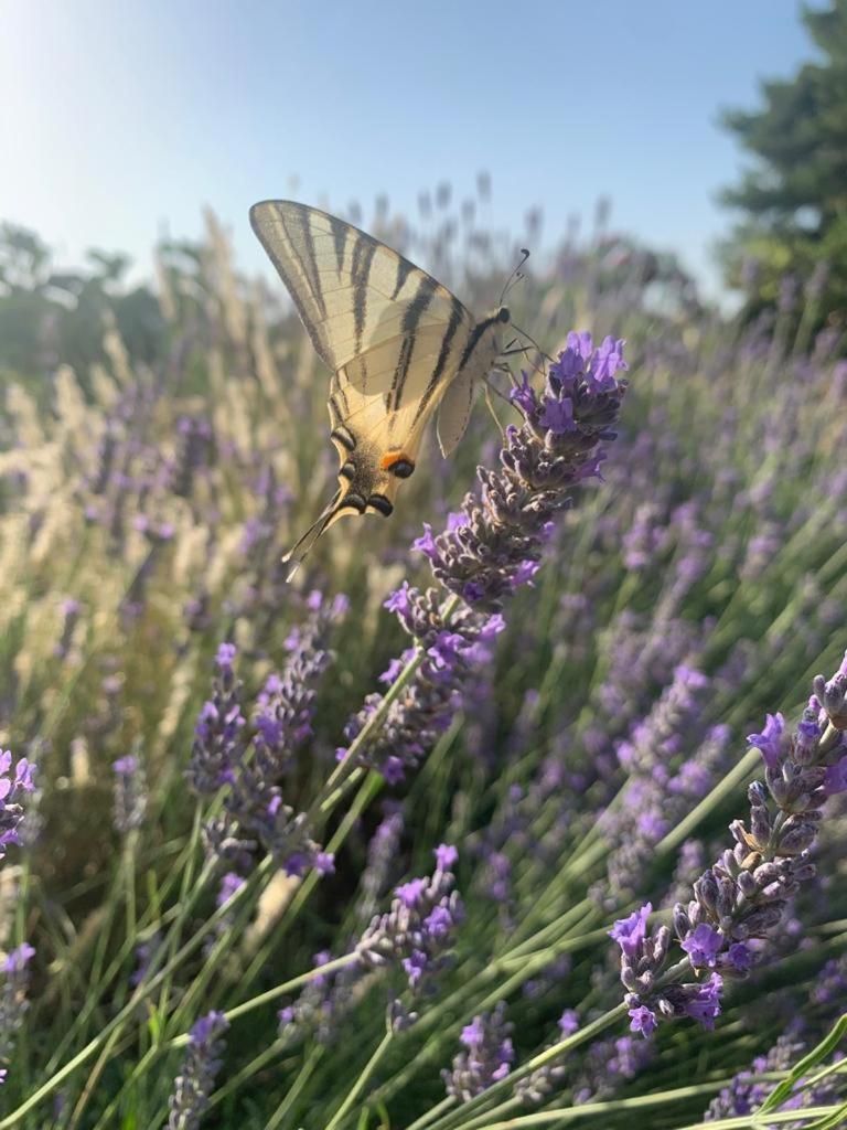 Il Giardino Degli Antichi Sapori Villa Ceglie Messapica Dış mekan fotoğraf